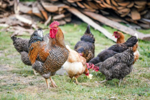 agricultural systems chickens by zosia-korcz-794557-unsplash